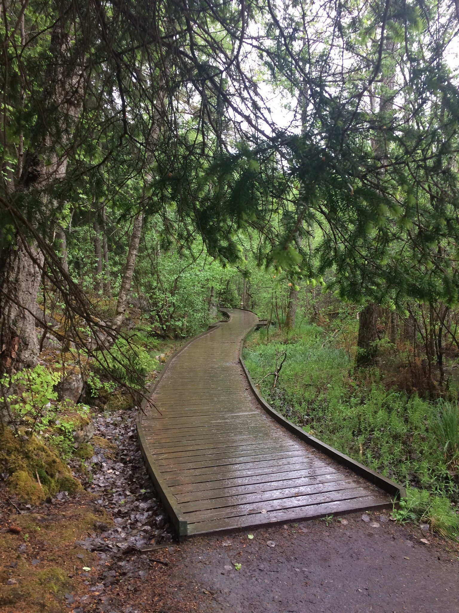 Boardwalk through Judarskogen nature reserve