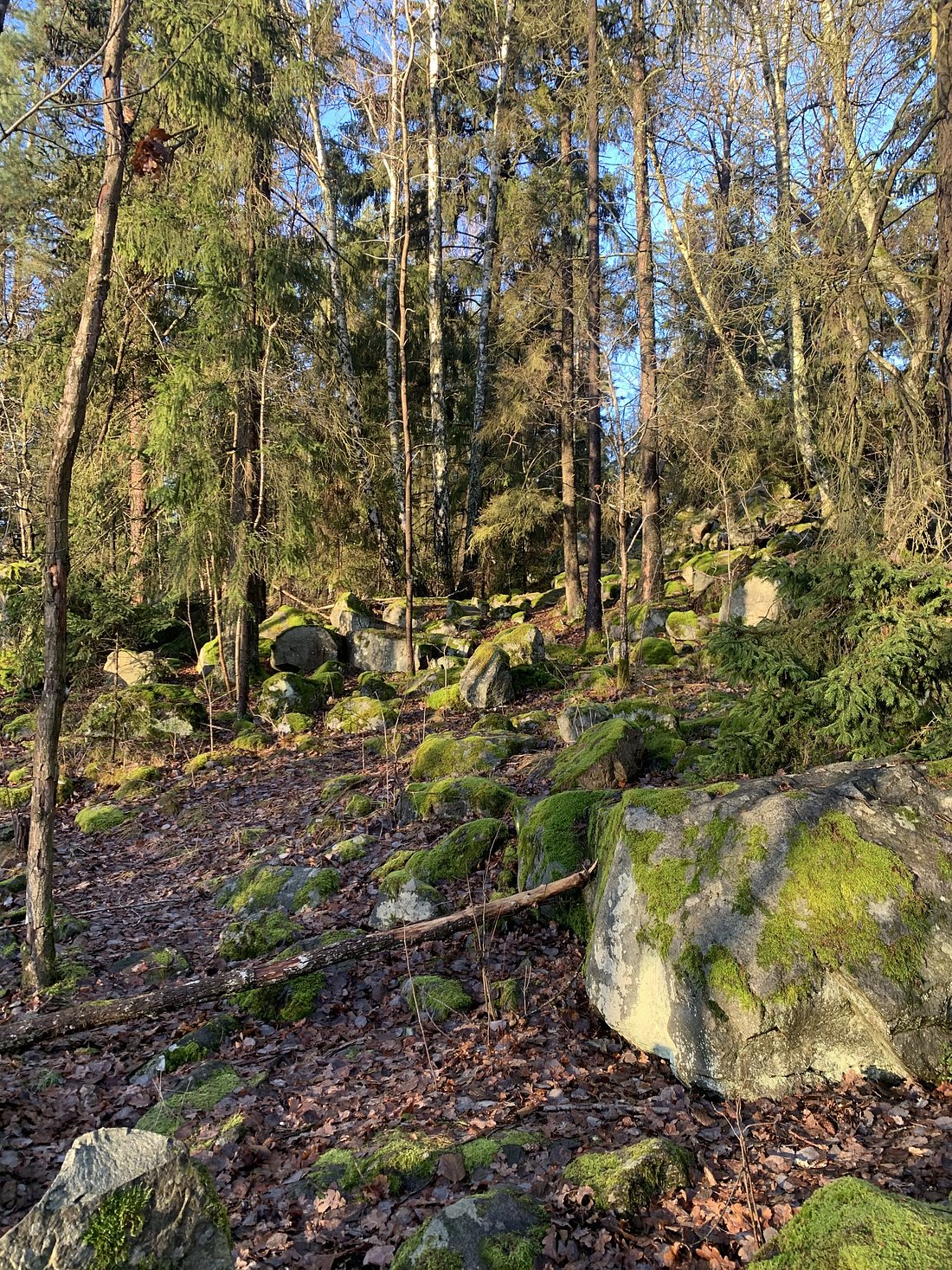 Mossy woodland in Judarskogen nature reserve