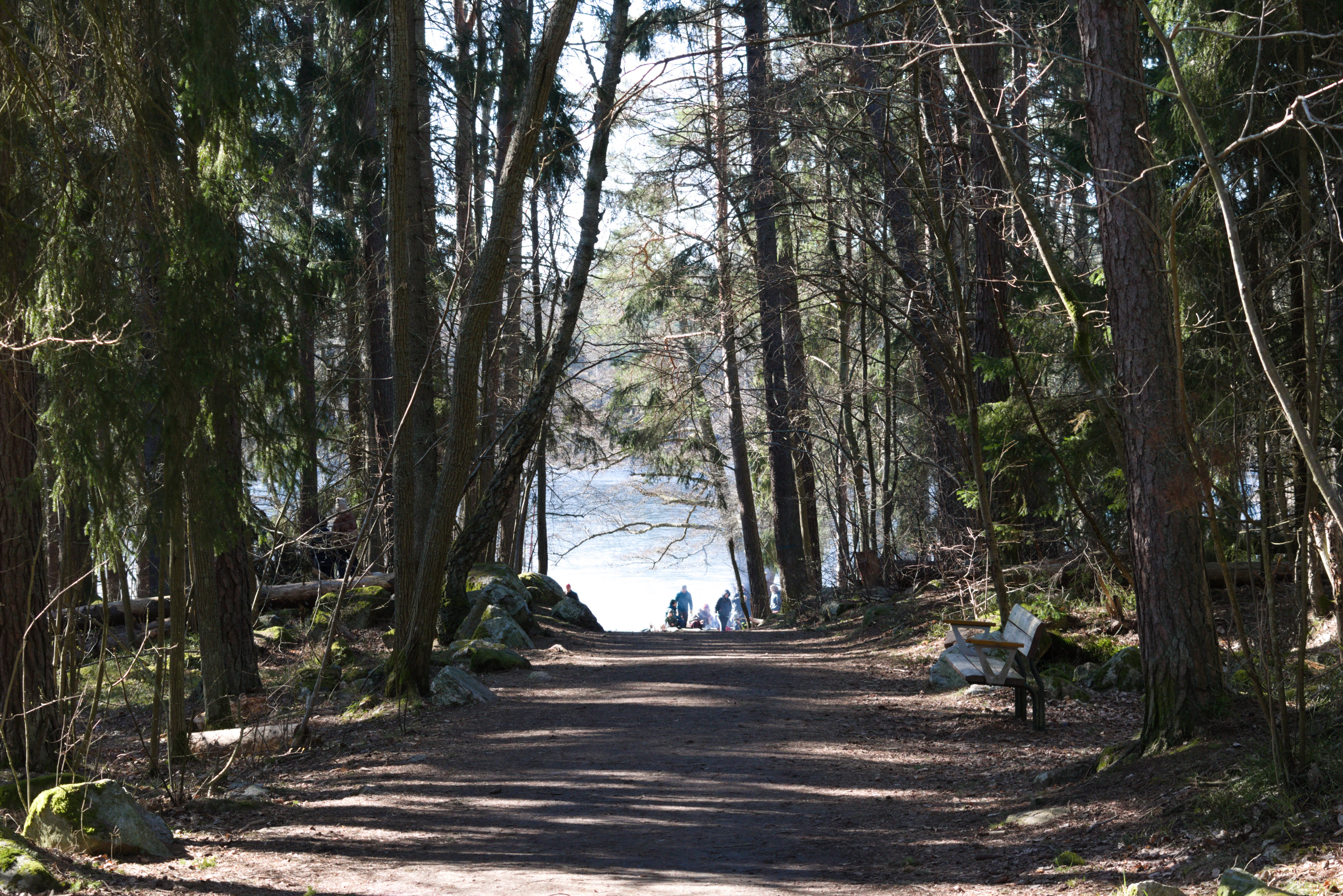 Woodland trail leading towards Lake Judarn in Judarskogen